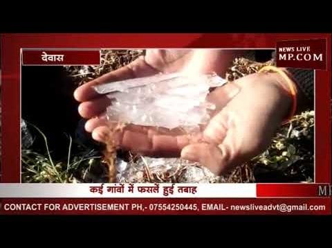 देवास जिले में पाले का कहर, फसलों को नुकसान