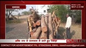 30 हजार की सागवान पकड़ाई