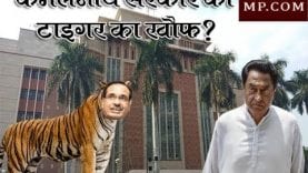 कमलनाथ सरकार को टाइगर का खौफ?