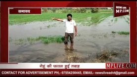 बड़वाह में नहर फूटने से फसलों को नुकसान