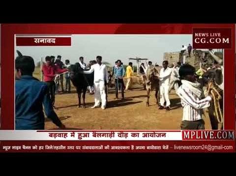 बड़वाह में एक साथ दौड़ी 14 बैलगाड़ियां