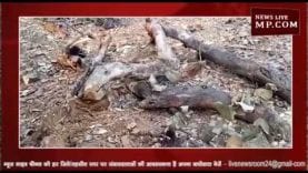 सागोन के इन पेड़ों का नहीं है कोई रखवाला