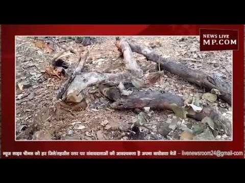 सागोन के इन पेड़ों का नहीं है कोई रखवाला