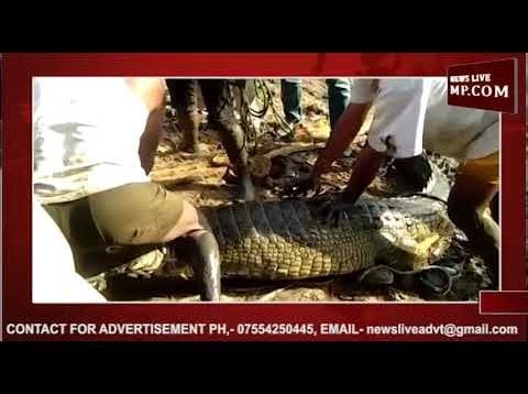 भोपाल के कलियासोत डैम से हुआ घड़ियाल का रेस्क्यू