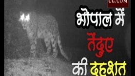 भोपाल में तेंदुए की दहशत