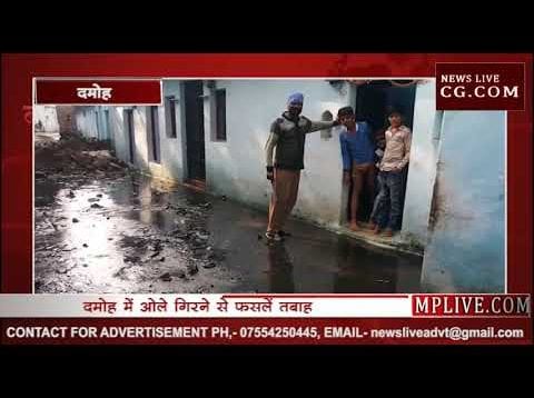 दमोह में ओले गिरने से फसलें तबाह