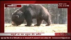 ग्वालियर के चिड़ियाघर में पहुंचे हिमालयन भालू