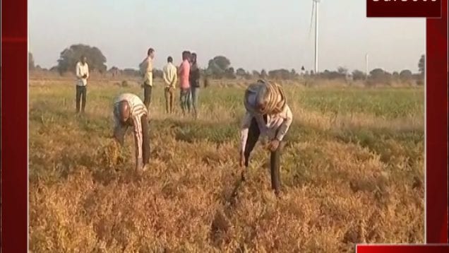 kisan