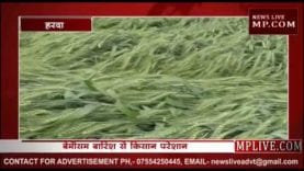 हरदा में अन्नदाता पर पड़ रही मौसम की मार