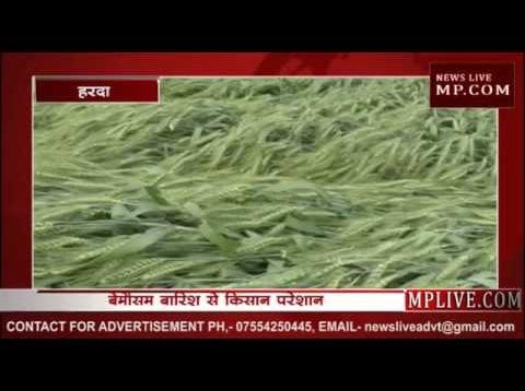 हरदा में अन्नदाता पर पड़ रही मौसम की मार