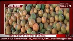 किसानो को संतरे के नहीं मिल रहे उचित दाम