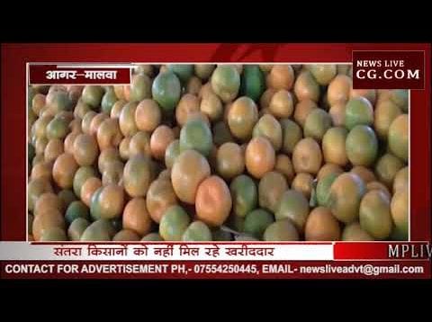 किसानो को संतरे के नहीं मिल रहे उचित दाम