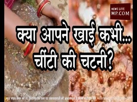 क्या आपने खाई कभी…चींटी की चटनी?