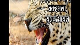 बड़वाह में तेंदुए का हमला, युवक घायल