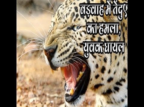 बड़वाह में तेंदुए का हमला, युवक घायल