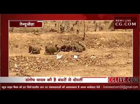 हनुमान जन्मोत्सव पर हुई वानरों की दावत