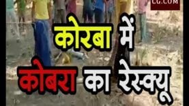 कोरबा में कोबरा का रेस्क्यू