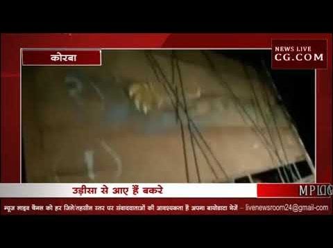 कोरबा पुलिस ने पकड़े 400 चुनावी बकरे