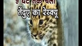 9 घंटे तक चला तेंदुए का रेस्क्यू