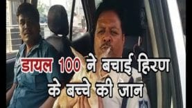 डायल 100 ने बचाई हिरण के बच्चे की जान