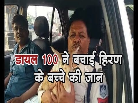 डायल 100 ने बचाई हिरण के बच्चे की जान