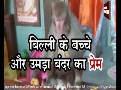 सनावद में बिल्ली के बच्चे पर उमड़ा बंदर का प्रेम