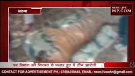 बाघ का शिकार करने वाले दो आरोपी गिरफ्तार