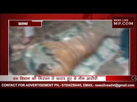 बाघ का शिकार करने वाले दो आरोपी गिरफ्तार