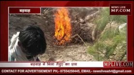 बड़वाह में मिला तेंदुए का क्षतविक्षत श​व