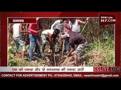 गांव के नाले में दिखे मगरमच्छ के लिए किया रेस्क्यू