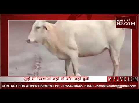 जब गाय ने खेली फ़ुटबॉल देखिए मजेदार विडियो