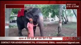 खाना नहीं मिला तो शिकायत लेकर हाथी पहुंचा DFO ऑफिस