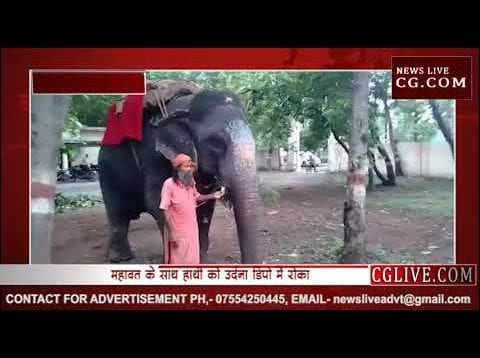 खाना नहीं मिला तो शिकायत लेकर हाथी पहुंचा DFO ऑफिस