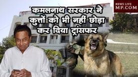 कमलनाथ सरकार ने कुत्तों को भी नहीं छोड़ा, कर दिया ट्रांसफर, देखिए लिस्ट