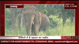 हाथियों ने बनाया दहशत का माहौल