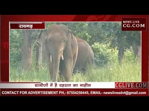 हाथियों ने बनाया दहशत का माहौल