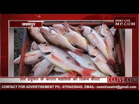 बड़ी खबर! मध्यप्रदेश में मछलियों को हो रहा है स्किन कैंसर
