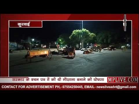 कमलनाथ सरकार के खिलाफ गायों ने दिया धरना