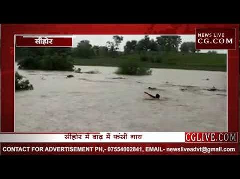 जान पर खेलकर किया बाढ़ में फंसी गाय का रेस्क्यू