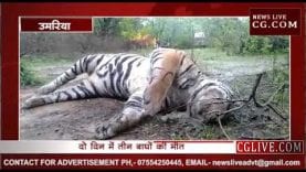 टाइगर स्टेट में नहीं रुक पा रहीं बाघों की मौत, दो दिन में मरे तीन बाघ