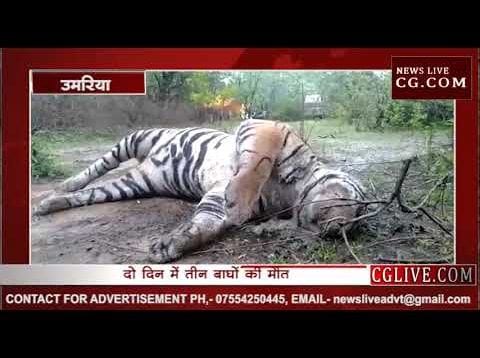 टाइगर स्टेट में नहीं रुक पा रहीं बाघों की मौत, दो दिन में मरे तीन बाघ