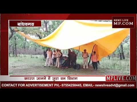 बाघों की मौत का कारण जानने में जुटा वन विभाग