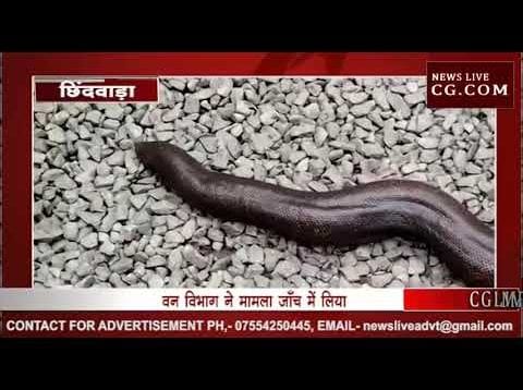 CM के जिले में करोड़ों के सांप की तस्करी