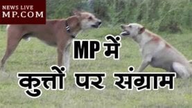 MP में कुत्तों पर संग्राम, रामेश्वर बोले हां हम कुत्ते हैं