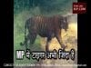 MP में टाइगर अभी जिंदा हैं, फिर मिला Tiger State का दर्जा