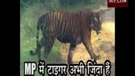 MP में टाइगर अभी जिंदा हैं, फिर मिला Tiger State का दर्जा