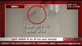 सावधान! बस्ती में घूम रहा है मगर, कुत्तों पर किया हमला, देखिए वीडियो