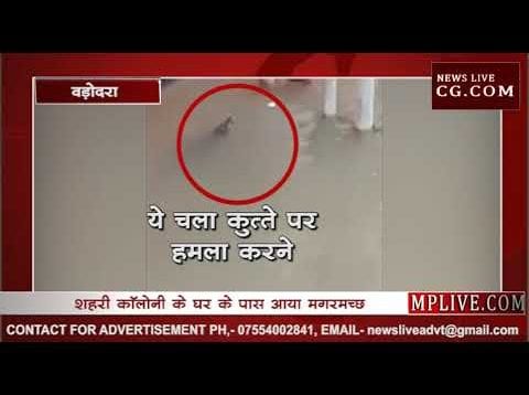 सावधान! बस्ती में घूम रहा है मगर, कुत्तों पर किया हमला, देखिए वीडियो