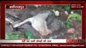 अजगर ने बनाया लोमड़ी को अपना शिकार, देखिए अलीराजपुर का वीडियो