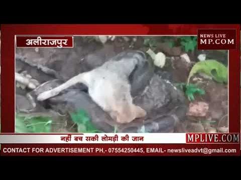 अजगर ने बनाया लोमड़ी को अपना शिकार, देखिए अलीराजपुर का वीडियो